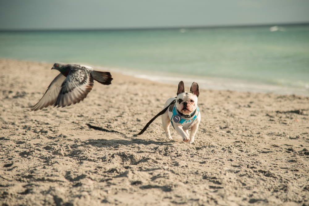 Dog_Tracket_TrackiPet